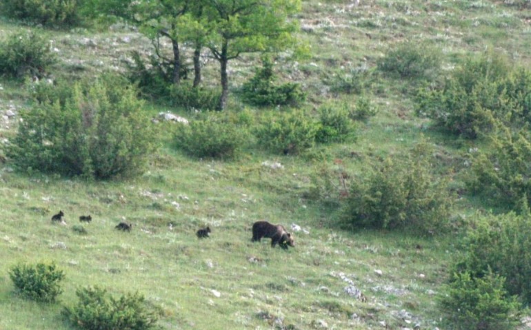 Mamma orsa passeggia con 4 cuccioli: spettacolo inedito nel cuore del Pnalm