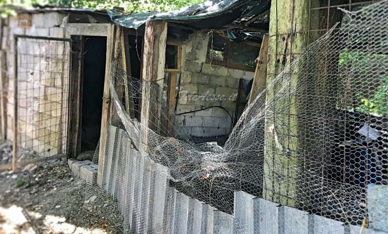 L’Orsa Peppina si intrufola nel pollaio, 15 vittime tra i pennuti