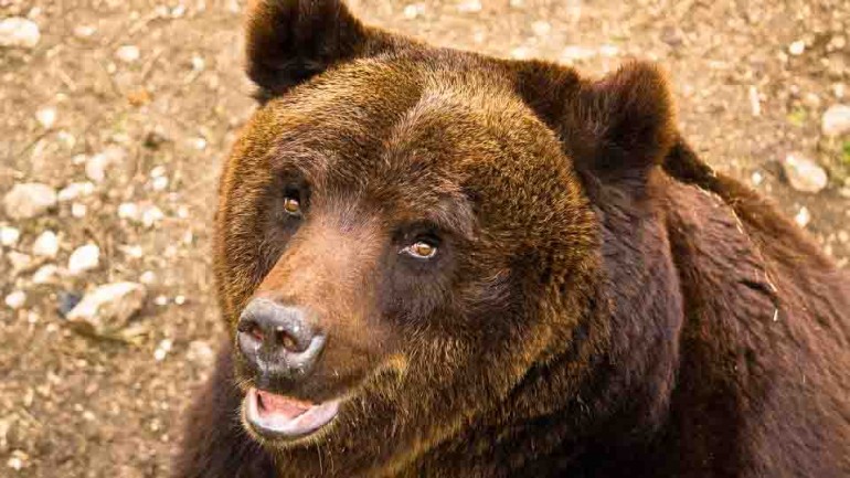 Orso bruno marsicano, la salvezza viene dalle piccole comunità