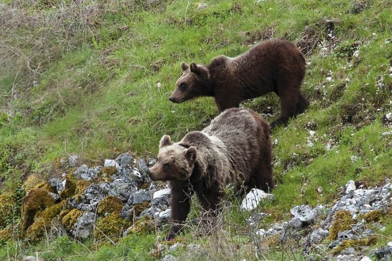 Pnalm, le guardie salvano la vita ad un’orsa nel mirino dei bracconieri