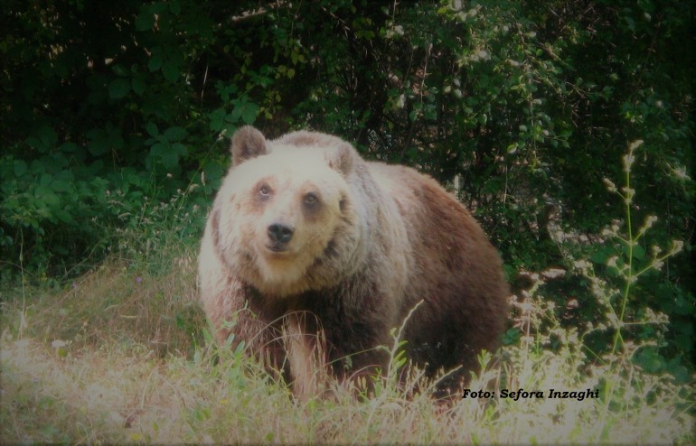 Orso, a Pettorano si continua a lavorare per la convivenza