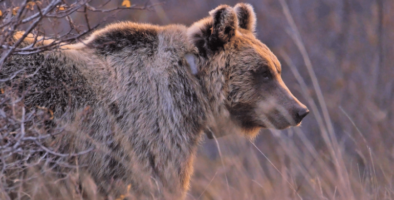 Preservare l’orso marsicano, la S.I.S.F. raccoglie le firme di autorevoli personalità