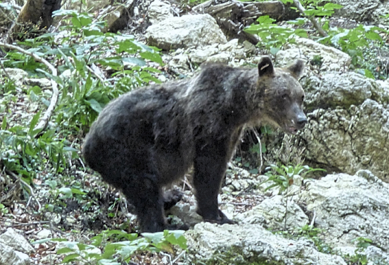 Bracconiere fermato dai Forestali Castel di Sangro, rischia fino a sei anni di arresto