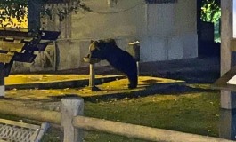 Lettera a Juan Carrito, l'orso che beve alla fontanella di Roccaraso