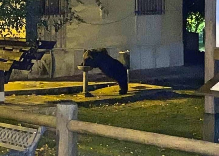 Lettera a Juan Carrito, l’orso che beve alla fontanella di Roccaraso