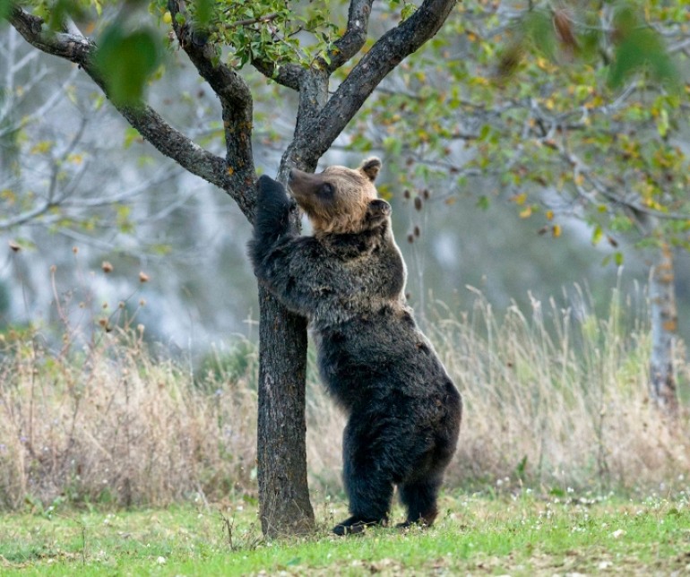 Orso bruno marsicano,WWF cerca volontari per attività di tutela in Abruzzo