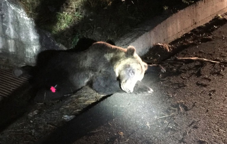 Wwf Abruzzo: “Mortalità di orsi esagerata per colpa dell’uomo”