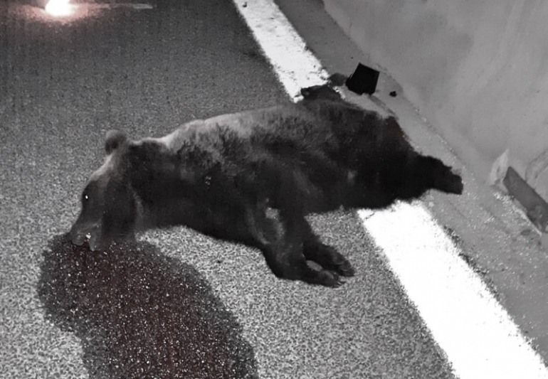 Orso investito sulla A25, morto il plantigrado di 3 anni sull’Autostrada