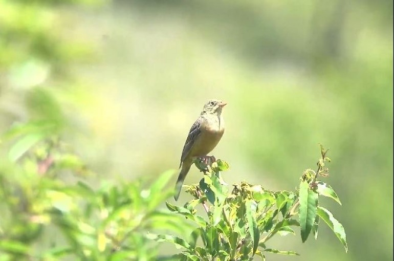 Fauna, in pieno svolgimento la migrazione degli uccelli in Abruzzo