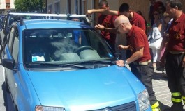 Vigili del Fuoco salvano la vita a due cani rimasti chiusi in automobile