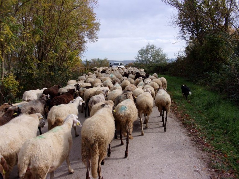 Brucellosi ovicaprina: Provincia dell’Aquila esente da malattia, garantita la salute pubblica