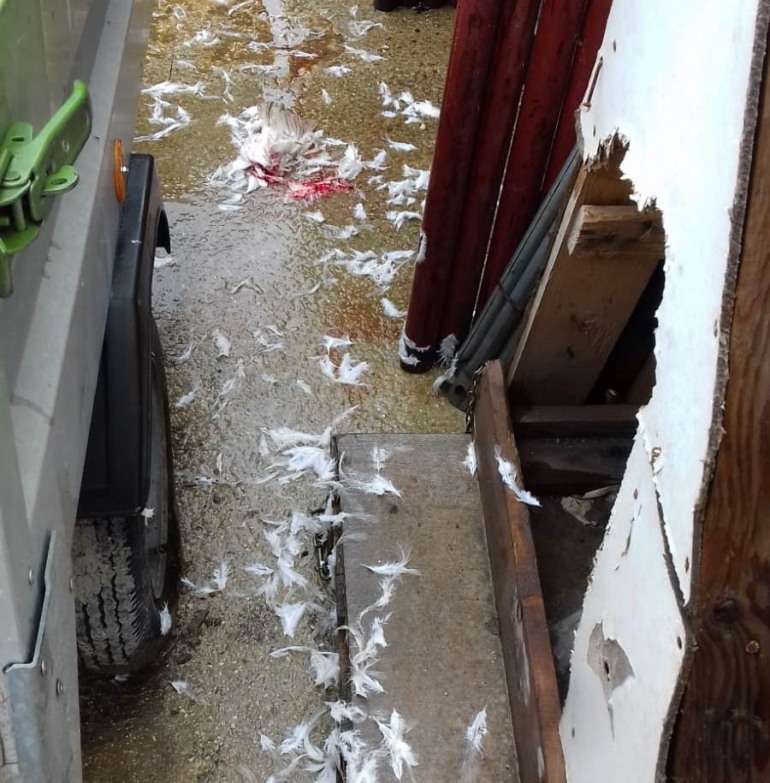 Ateleta, l’orsa Peppina ritorna alla carica e fa strage in tre pollai