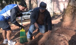 Bugie e mezze verità sull'albero monumentale: il Movimento 5 stelle denuncia