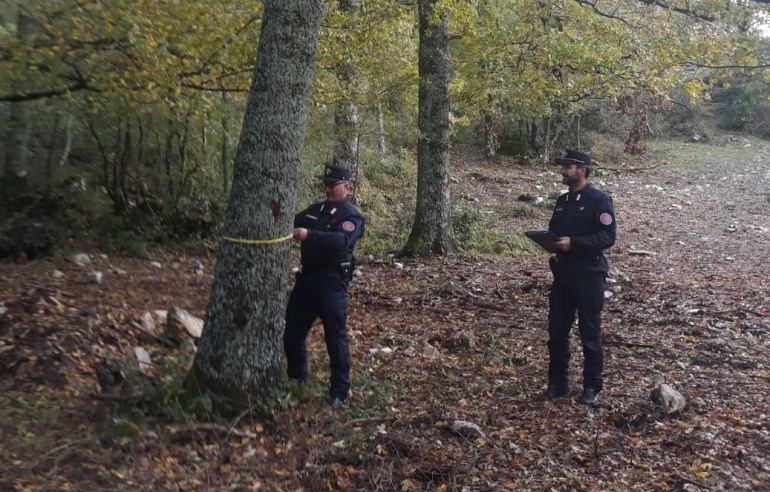 Taglio alberi: tremila euro di multa, Carabinieri Forestali sanzionano ditta campana