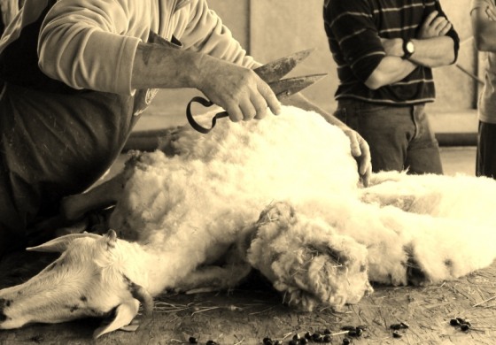 Tosatura, preparazione de "Lumanz" e pranzo insieme al pastore Daniele a Roccamandolfi