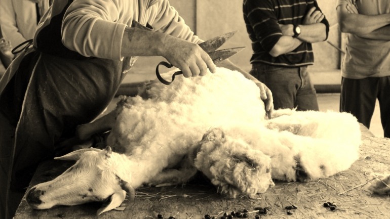 Tosatura, preparazione de “Lumanz” e pranzo insieme al pastore Daniele a Roccamandolfi