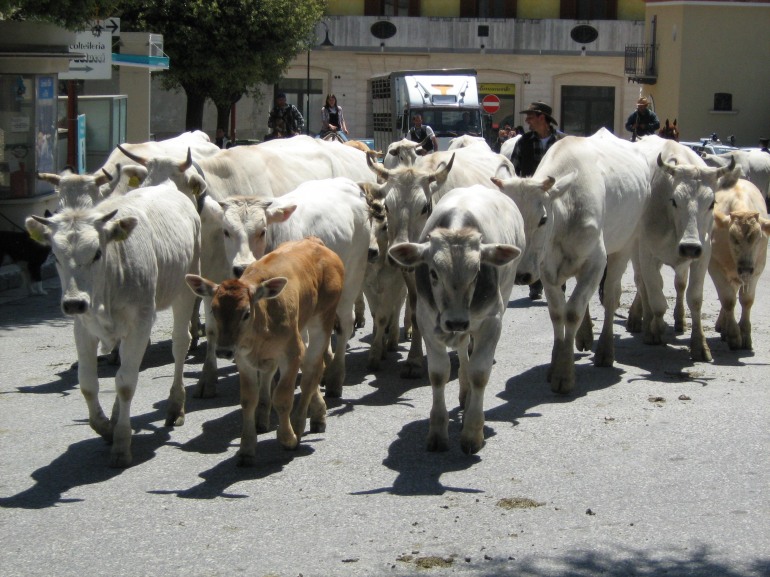 Transumanza 2016, tappa finale ad Acquevive di Frosolone con le tipicità molisane