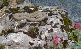 Pescopennataro, incontro con l'erpetologo su "Vipere e altri serpenti autoctoni: tutela della specie e prevenzione dei rischi"