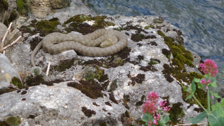 Pescopennataro, incontro con l’erpetologo su “Vipere e altri serpenti autoctoni: tutela della specie e prevenzione dei rischi”