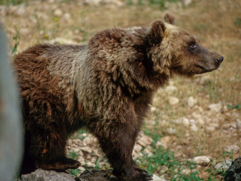 Pescasseroli, muore l’orsa Yoga: era l’icona del centro visite del Parco d’Abruzzo, Lazio e Molise